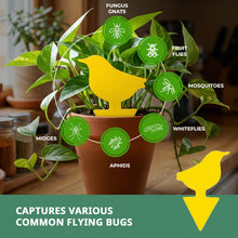 Load image into Gallery viewer, 36ct Yellow Sticky Traps
